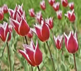 Floricultura em Ferraz de Vasconcelos